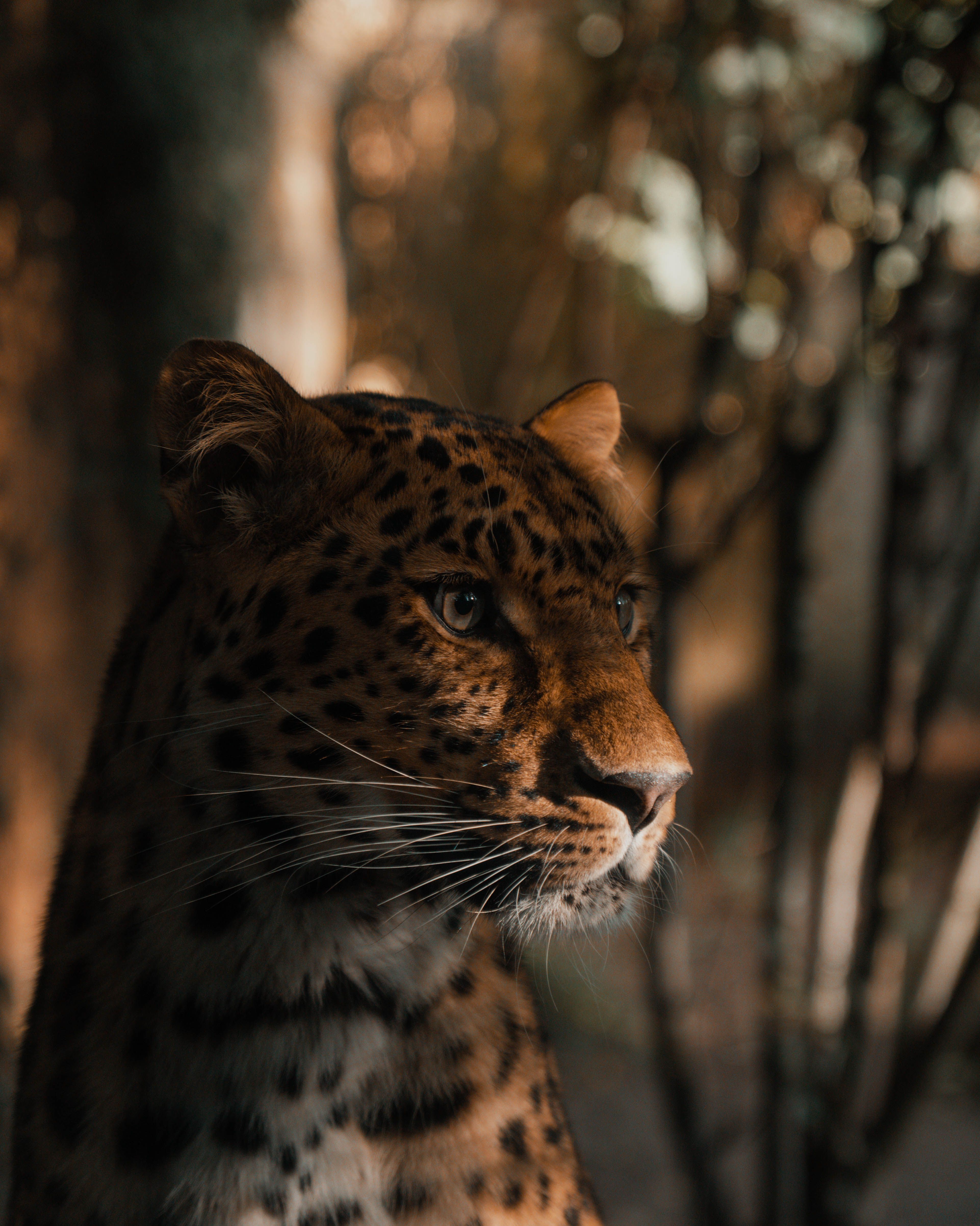 Leopard resting in dappled shade